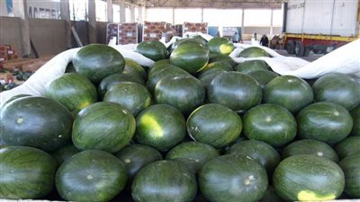 الحكومة تكشف حقيقة انتشار بطيخ مسرطن بالأسواق 