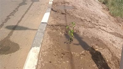 زراعة 100 شجرة على طريق مصر أسوان الزراعي بمركز ومدينة ديرمواس