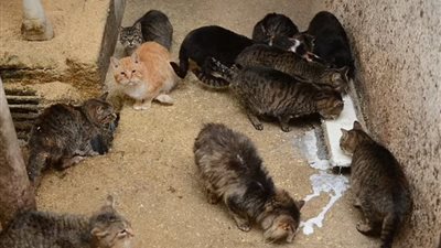 تطور جديد في فيروس أنفلونزا الطيور