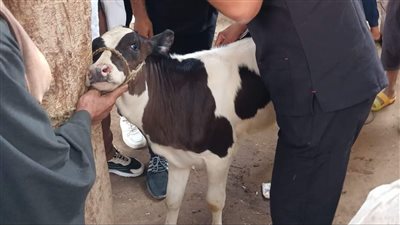 بيطري المنيا: تقديم الخدمات البيطرية لـ 746 رأس ماشية