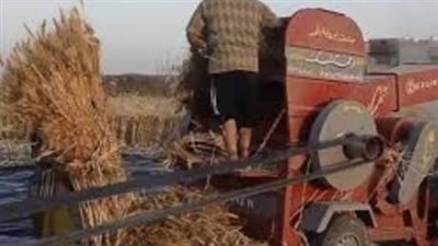 مصرع شاب التهمته دراسة لمحصول القمح بالفيوم 