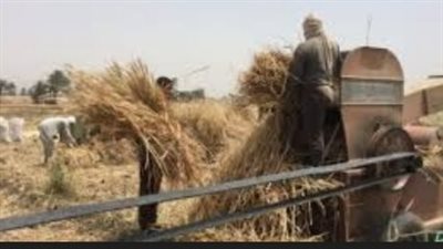 مصرع فتاة التهمتها ماكينة دريس القمح بالعياط 