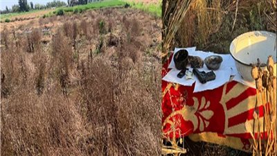 الداخلية تداهم مزرعة أفيون وتضبط صاحبها في كفر الشيخ