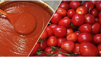 الطريقة الصحيحة لتخزين الطماطم.. تعرفي عليها