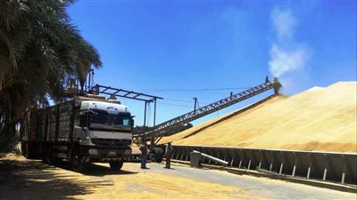 محافظ أسوان: توريد 137 ألف طن من القمح بنسبة 37.5 % لموسم الحصاد الحالي
