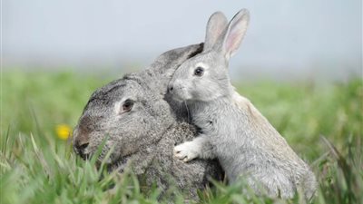 حكايات غريبة عن آكلي لحوم البشر من الحيوانات