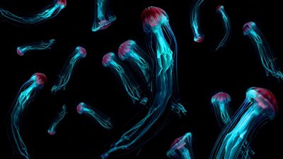 هل التبول على لدغة قنديل البحر يقلل من ألمها؟