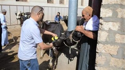 بيطري المنيا: تكثيف حملات التقصي الوبائي النشط والتوعية بالأمراض الوبائية