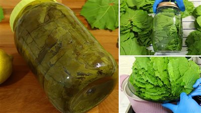 أسهل الطرق لتخزين ورق العنب.. لازم تجربيها 