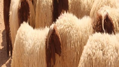 معايير اختيار الأضحية الصحية.. وأشهر أساليب الغش 