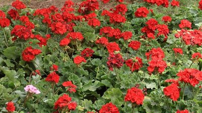 بمشاركة 200 عارض.. افتتاح معرض زهور الربيع بالدقي.. وإقبال كثيف من المواطنين