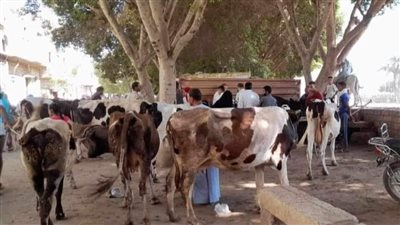 بيطري المنيا: تنفيذ ٣ قوافل بيطرية ارشادية مجانية ضمن المبادرة الرئاسية 