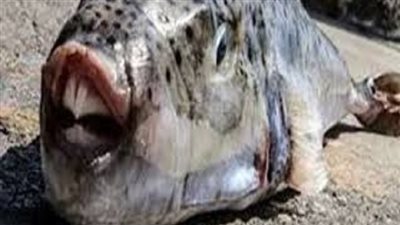  «صحة الإسكندرية» تحذر المواطنين من سمكة قاتلة تباع في الأسواق