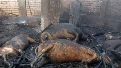 خلافات مالية وراء إشعال 3 أشخاص النار في حظيرتين للماشية بالفيوم 