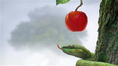 هل التفاح هي الفاكهة المحرمة التي طردت آدم من الجنة؟