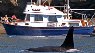 لماذا تهاجم القروش البشر على سواحل البحر الأحمر؟