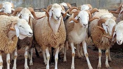 أماكن المجازر المجانية لذبح الأضاحي بالمحافظات