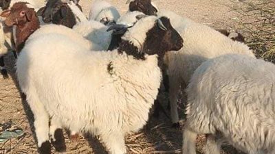 محافظ أسوان: طرح كميات من الخراف والعجول البلدية الحية بأسعار مناسبة 