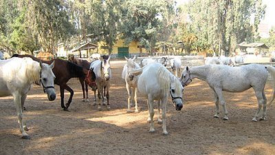 تطورات جديدة فى واقعة اقتحام مزرعة خيول شهيرة بمحافظة الجيزة 