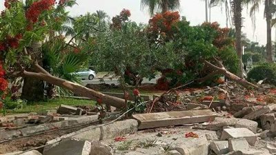 تحرك برلماني عاجل بشأن اختفاء الأشجار: إضرار بالبيئة وبصحة المصريين