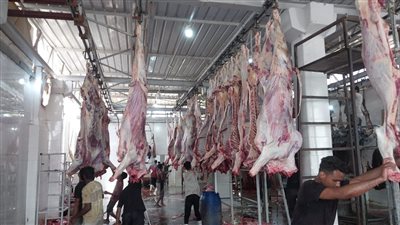 مؤسسة مصر الخير تذبح 2000 عجل لحوم 