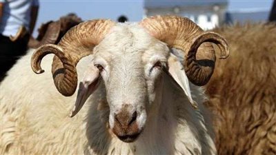 أماكن ذبح الأضاحي مجانا في محافظة الإسماعيلية خلال عيد الأضحى 2024