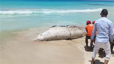 بالصور.. وزارة البيئة تنتهي من عملية الدفن الآمن للحوت النافق بالساحل الشمالي
