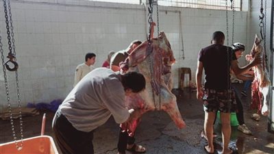 محافظ المنيا: الانتهاء من ذبح 2319 أضحية بالمجازر الحكومية خلال أيام العيد