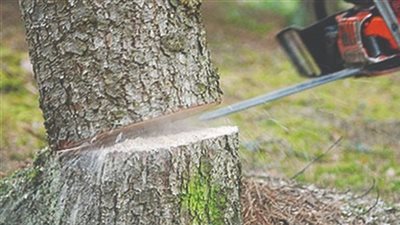 محافظة الجيزة تنفي قطع أشجار حديقة المبدعين بالعجوزة