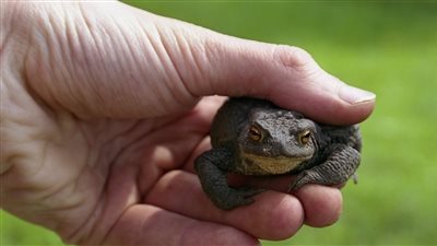 هل يؤدي ملامسة الضفدع إلى ظهور الدمامل؟