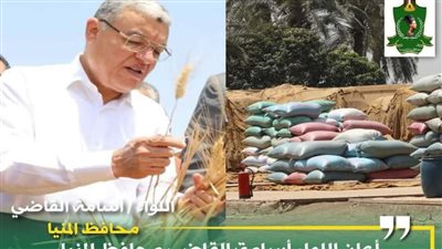 توريد 418 ألف طن قمح إلى الشون والصوامع بالمنيا