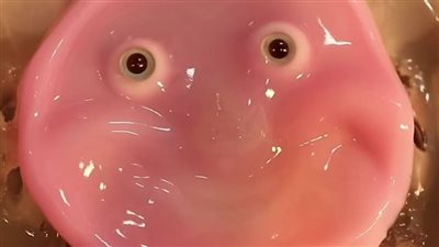 علماء صينيون يبتكرون روبوت بدماغ بشرية.. لن تصدق قدراته