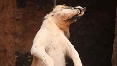 الداخلية تضبط مرتكب واقعة شنق كلب في بث مباشر عبر فيسبوك بالغربية