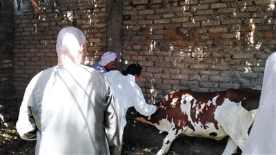 انطلاق فعاليات الحملة القومية لتحصين الثروة الحيوانية فى أسوان