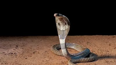 هندي يعض ثعبان حتى الموت.. بعد أن قام بهذا الأمر