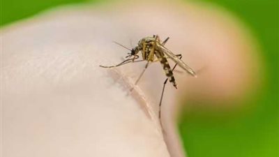 الصحة تجيب.. كيف يمكن الوقاية من لدغات البعوض تقدمها؟