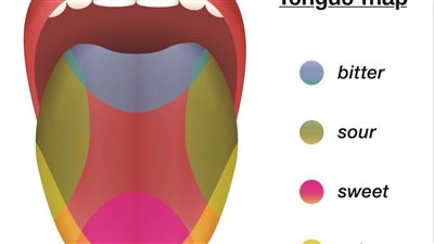 ما هي خريطة اللسان؟ وما علاقتها بالتذوق؟
