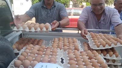 بـ7 محافظات.. الزراعة تطرح كميات من بيض المائدة للمواطنين بـ120 جنيه للكرتونة