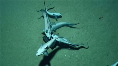 مفاجآة علمية.. الأكسجين يتم إنتاجه في أعماق البحر بتلك الطريقة