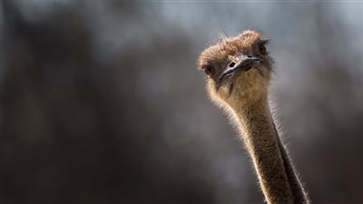 حقيقة دفن النعام لرأسه في الرمال في مواجهة الصيادين