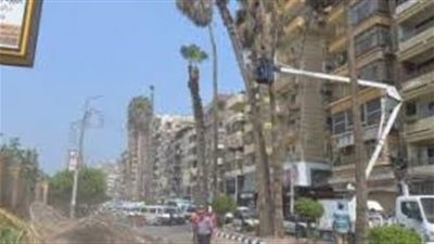 إزالة نخلتين تشكلان خطورة داهمة بالمنصورة.. والمحافظ يوجه بزراعة 2 بدلا منهما 