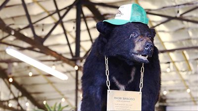 ما هي أسطورة دب الكوكايين وما علاقتها ببابلو اسكوبار؟