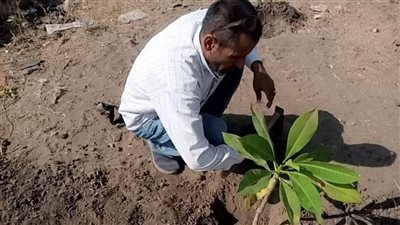 زراعة شتلات مثمرة بـ3 مراكز بالمنيا ضمن مبادرة 