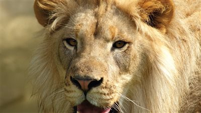 بعد إخلاء سبيل مربي أسد المعادي، إجراءات حيازة الحيوانات المفترسة والعقوبة المتوقعة