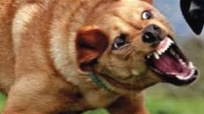 جهود مكثفة للبحث عن كلب مسعور عقر 19 شخصًا بقنا