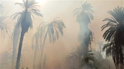 حريق هائل يلتهم عددا من أشجار نخيل في الأقصر (صور) 
