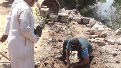 مدينة أرمنت تواصل تنفيذ أعمال مبادرة 100 مليون شجرة في الأقصر 