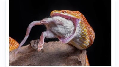 هل تخلع الأفعى فكيها من أجل فريسة كبيرة الحجم؟
