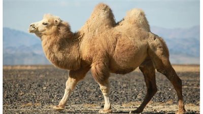 لا يوجد به ماء.. ماذا يوجد داخل السنام الخاص بالجمل؟