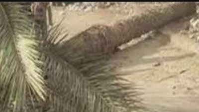 مصرع طفل سقطت عليه نخلة في مركز نجع حمادي بقنا 